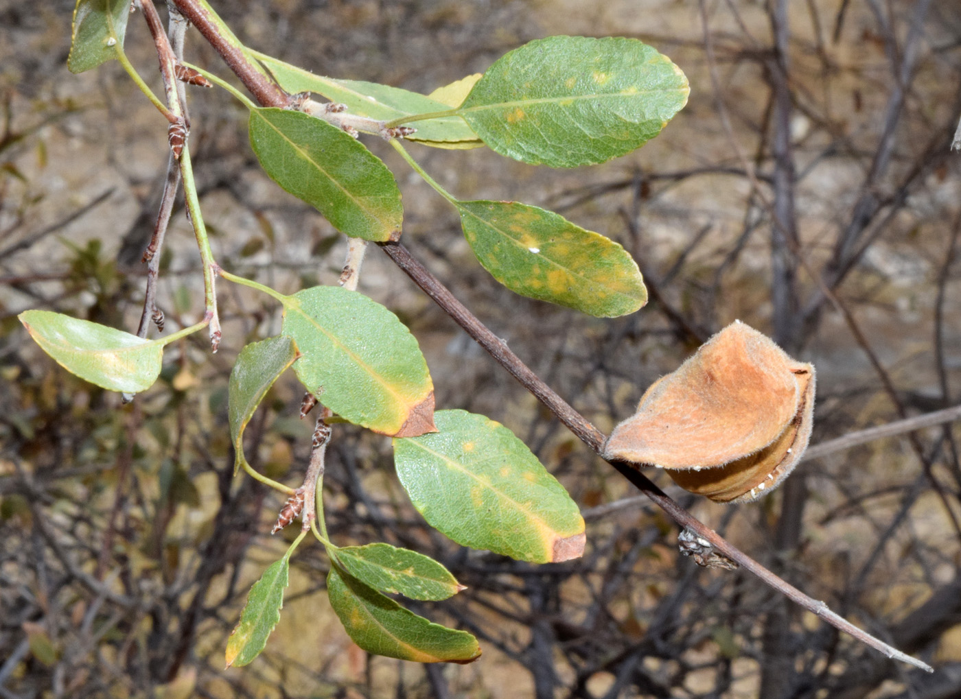 Изображение особи Amygdalus bucharica.