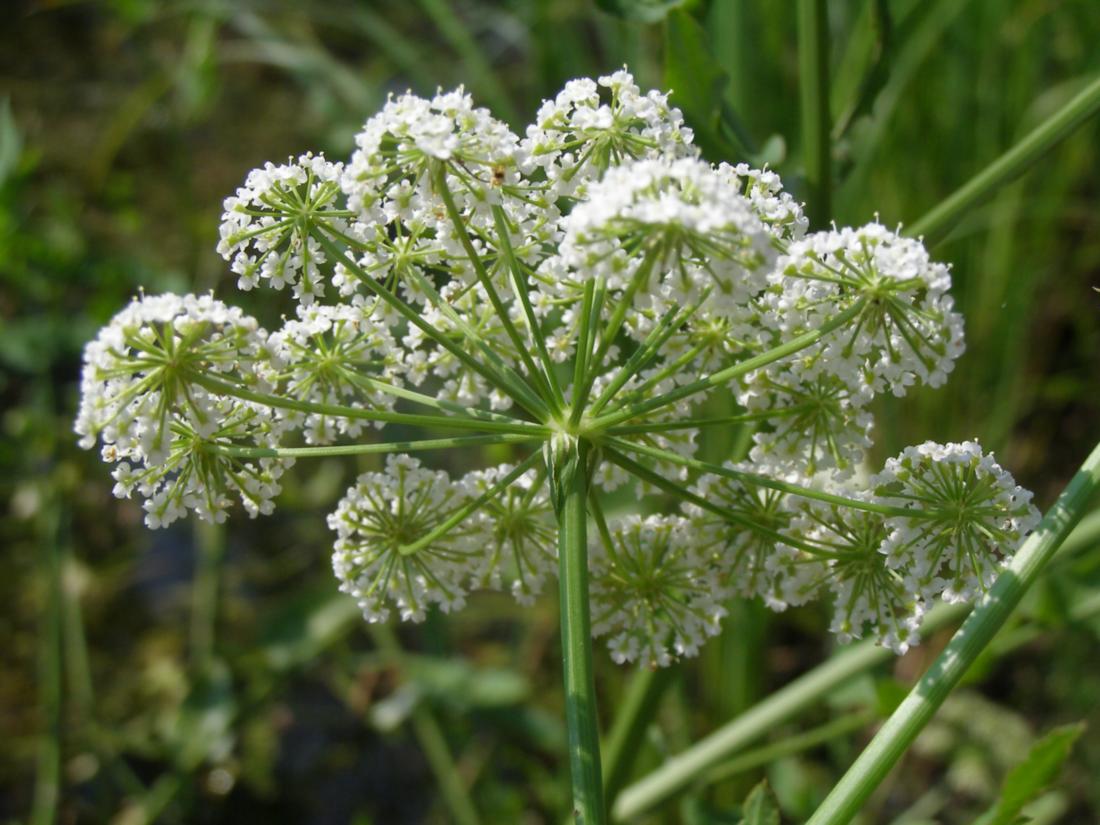 Изображение особи Sium latifolium.