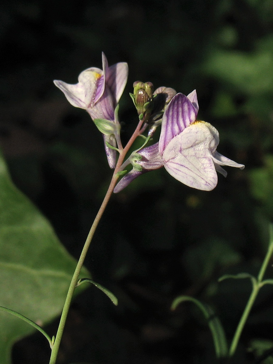 Image of Linaria repens specimen.