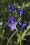Polemonium schmidtii