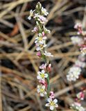 Polygonum pulchellum. Верхушка цветущего побега. Астраханская обл., окр. пос. Пойменный, кочковатый луг. 24.09.2019.