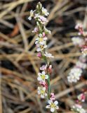 Polygonum pulchellum