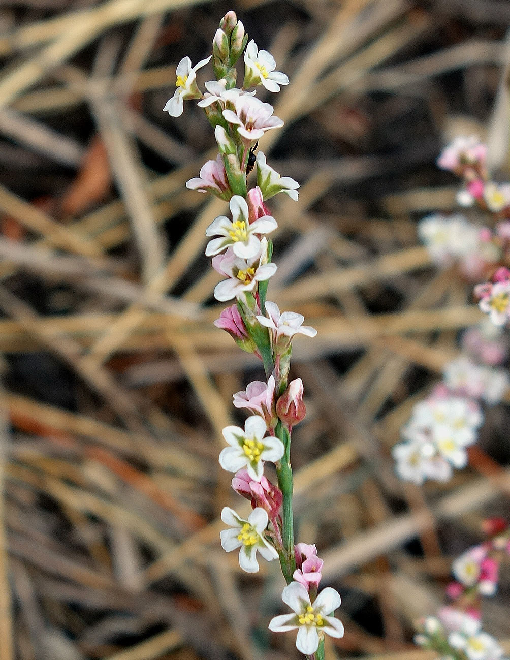 Image of Polygonum pulchellum specimen.