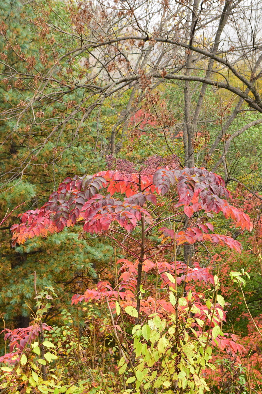 Image of Aralia elata specimen.