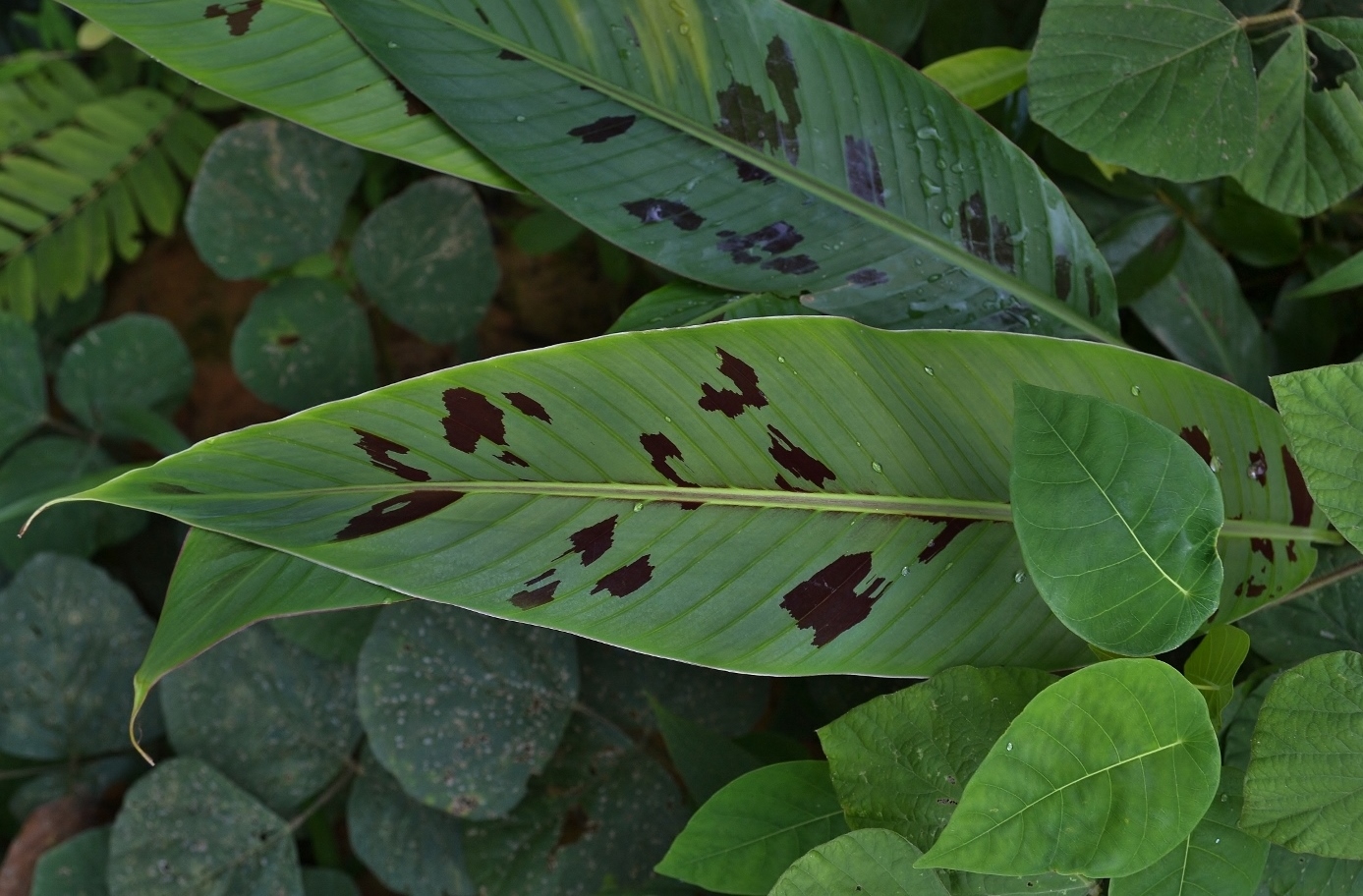 Изображение особи семейство Marantaceae.