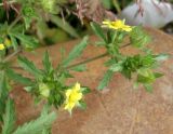 Potentilla norvegica. Верхушка цветущего и плодоносящего побега. Сахалинская обл., г, Анива, пустырь на въезде в город. 18.08.2019.