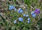 Myosotis asiatica