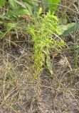 Orthanthella lutea