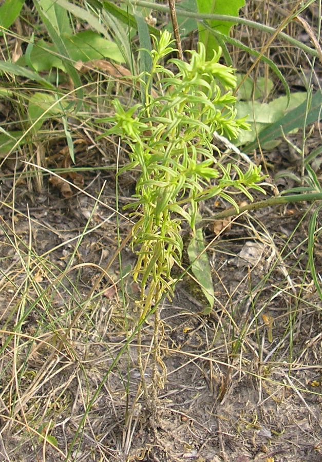 Изображение особи Orthanthella lutea.