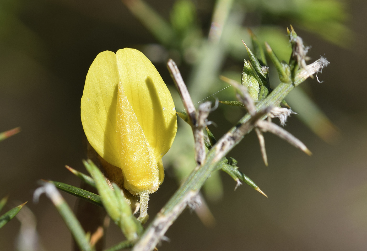 Изображение особи Ulex parviflorus.