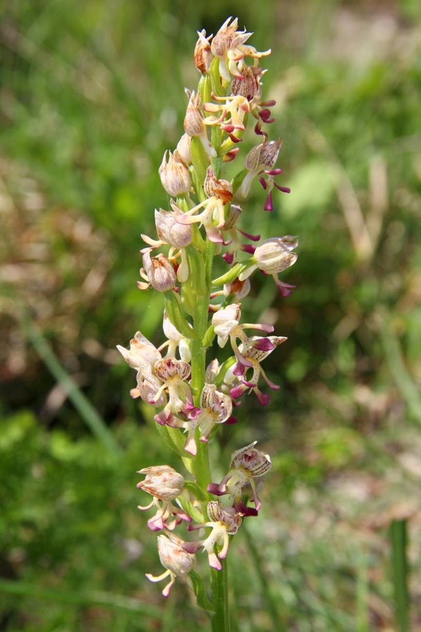 Image of Orchis × calliantha specimen.
