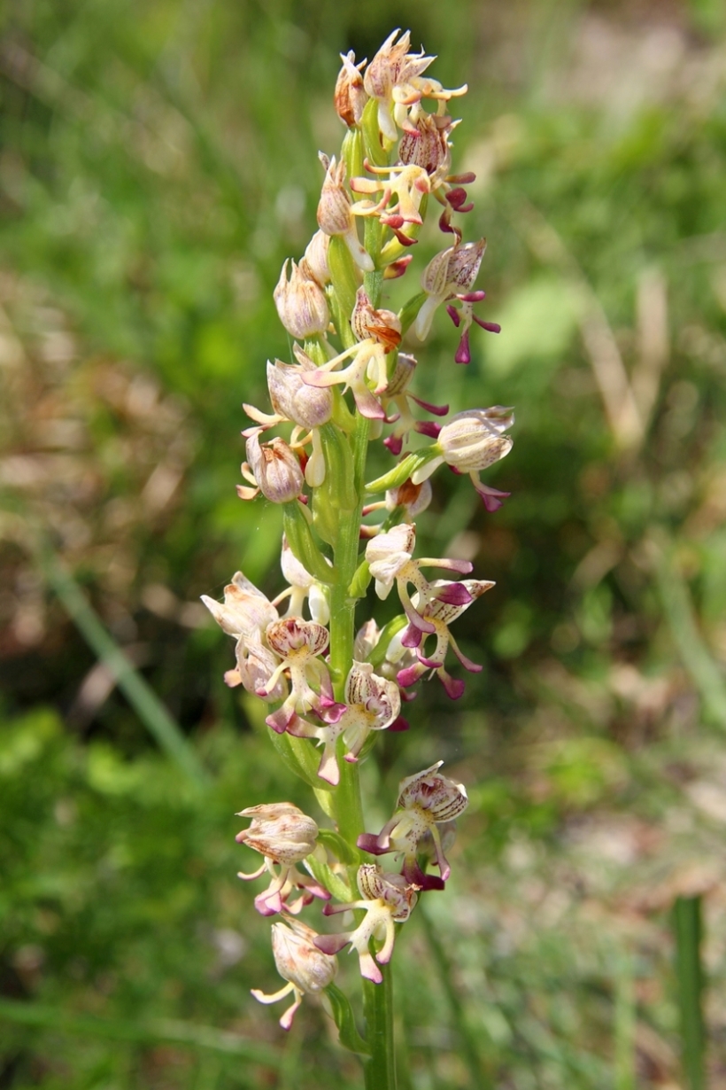 Изображение особи Orchis &times; calliantha.