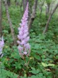 Astilbe chinensis. Соцветие. Приморский край, Владивостокский ГО, о. Рикорда, южный водораздельный уч., лес. 03.08.2019.