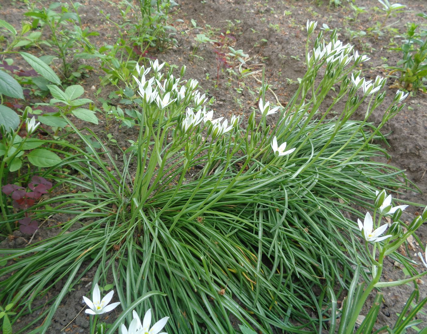 Изображение особи Ornithogalum umbellatum.