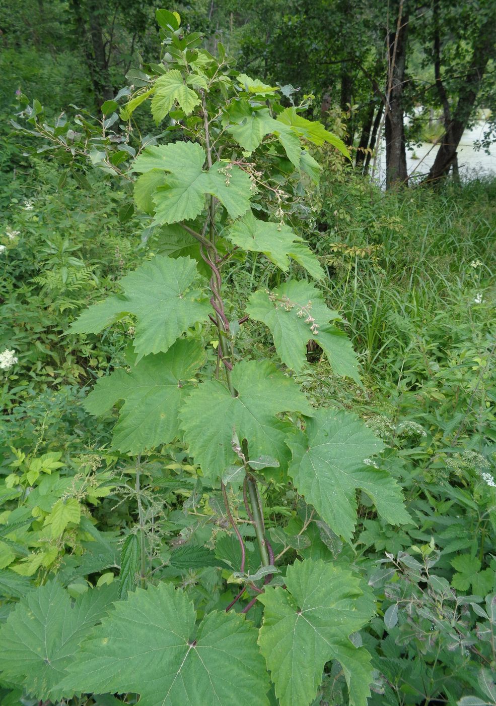 Изображение особи Humulus lupulus.