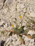 Leontodon tuberosus