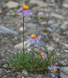 Aster alpinus