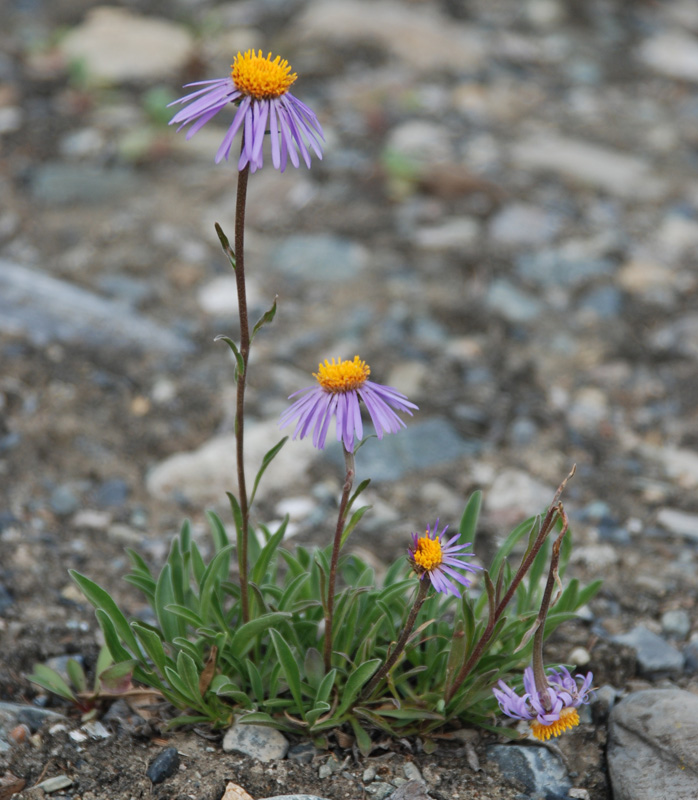 Изображение особи Aster alpinus.