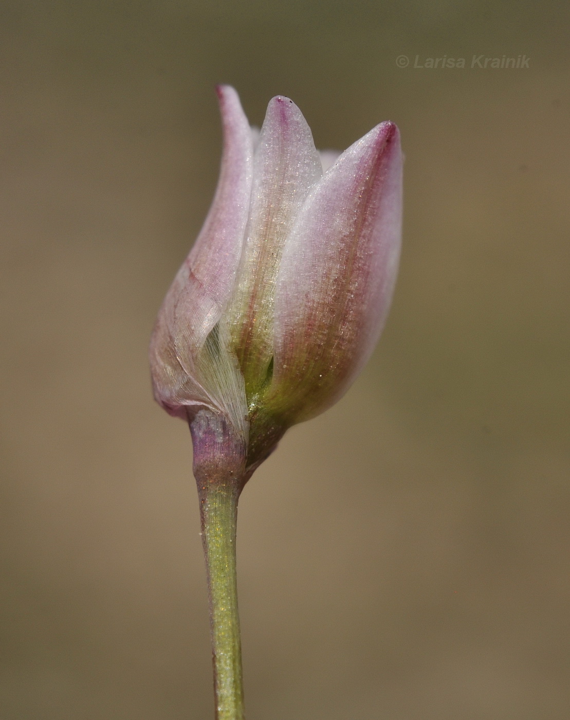 Image of Allium monanthum specimen.