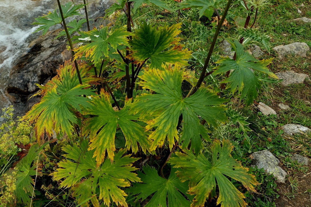 Image of Aconitum orientale specimen.