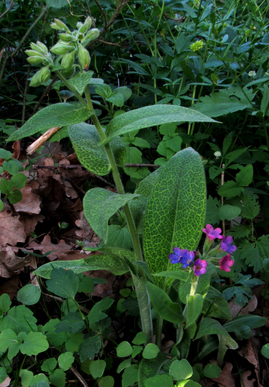 Изображение особи Pulmonaria mollis.