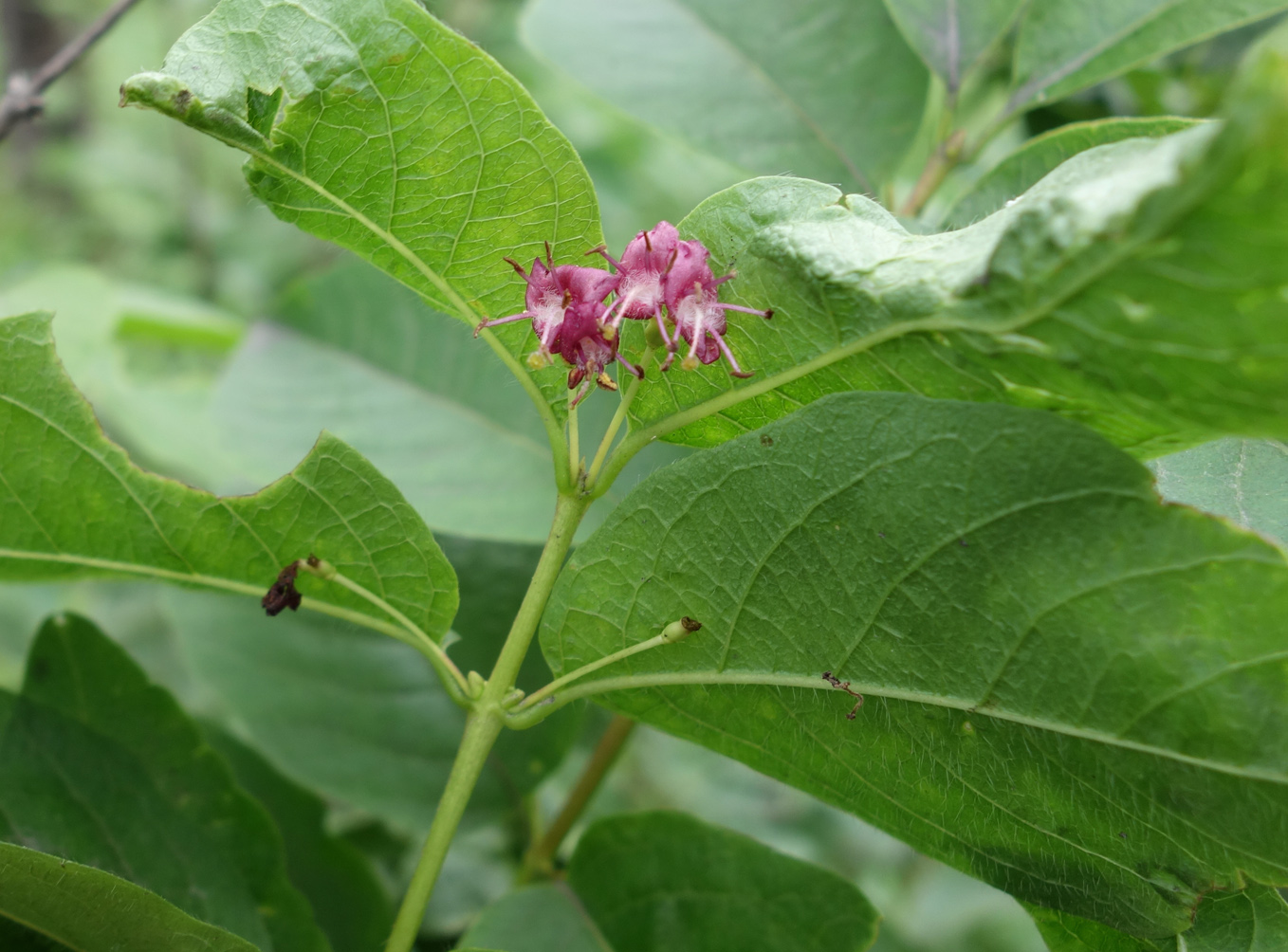 Image of Lonicera maximowiczii specimen.