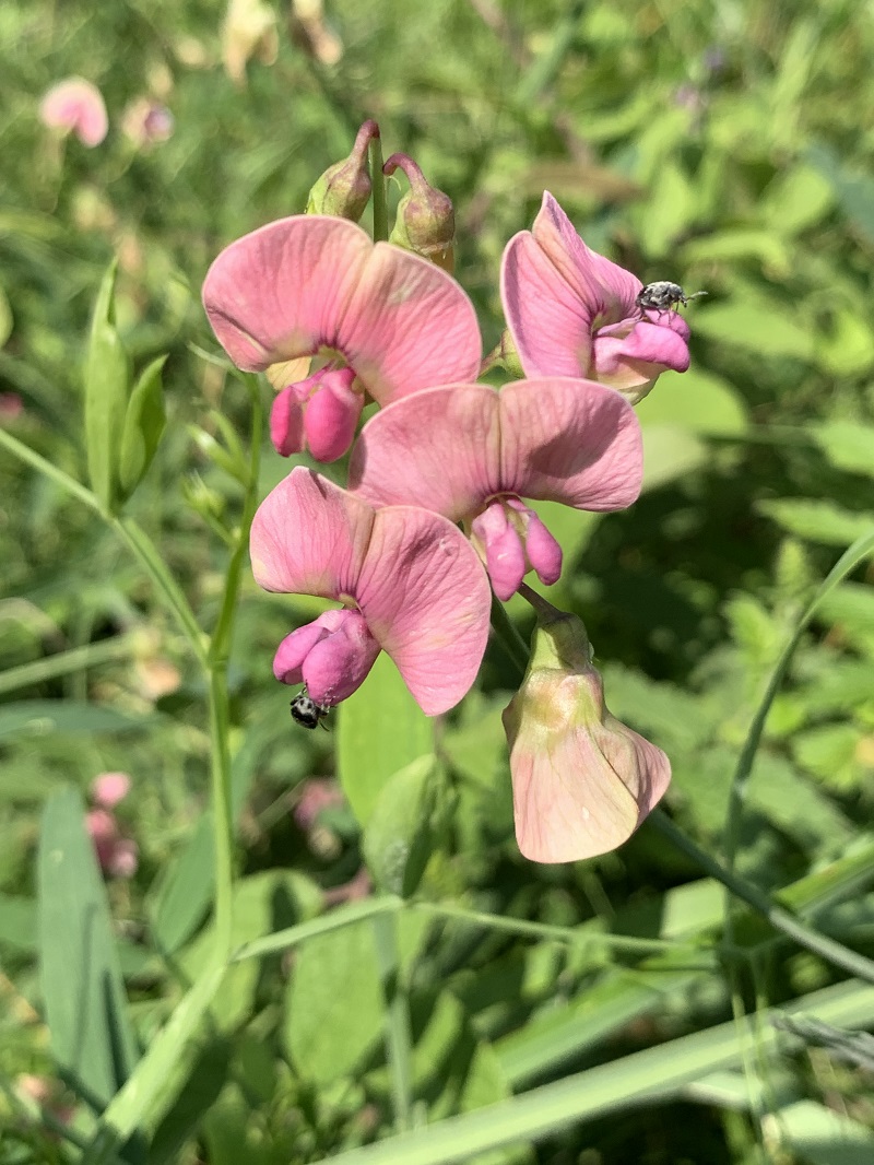 Изображение особи Lathyrus sylvestris.