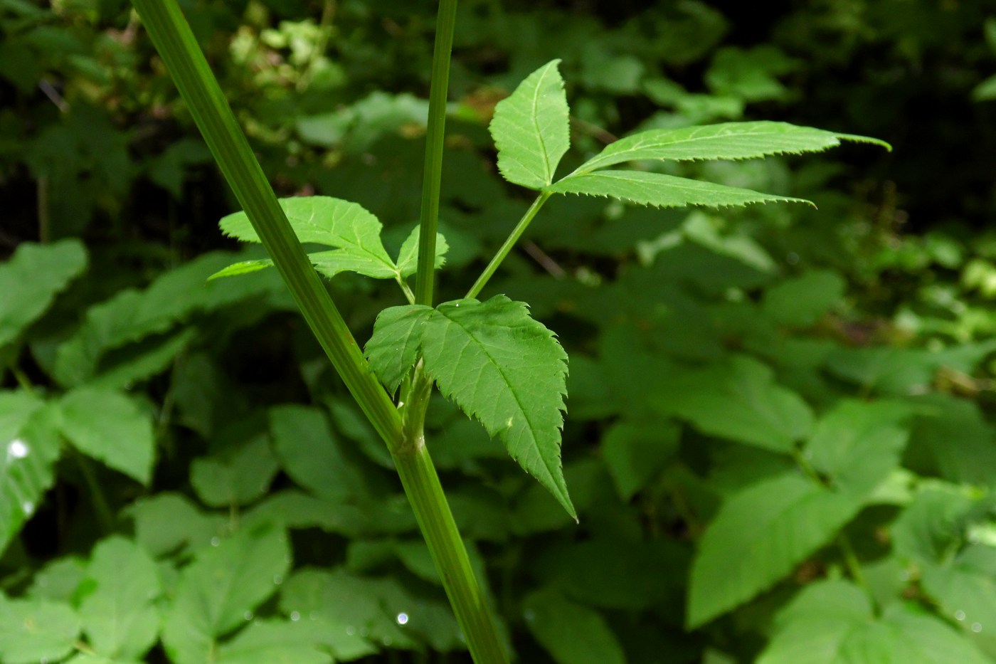 Image of Aegopodium podagraria specimen.