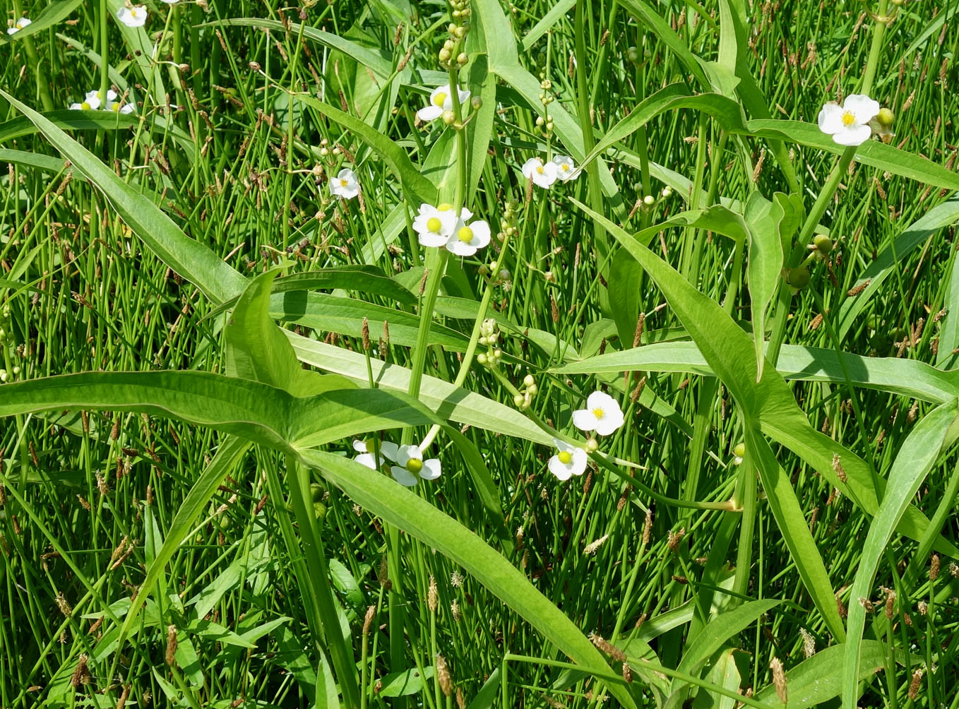 Image of Sagittaria trifolia specimen.
