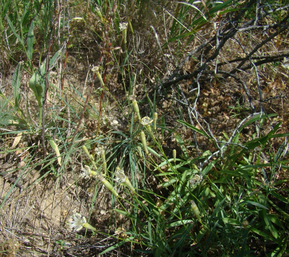 Image of Silene obtusidentata specimen.