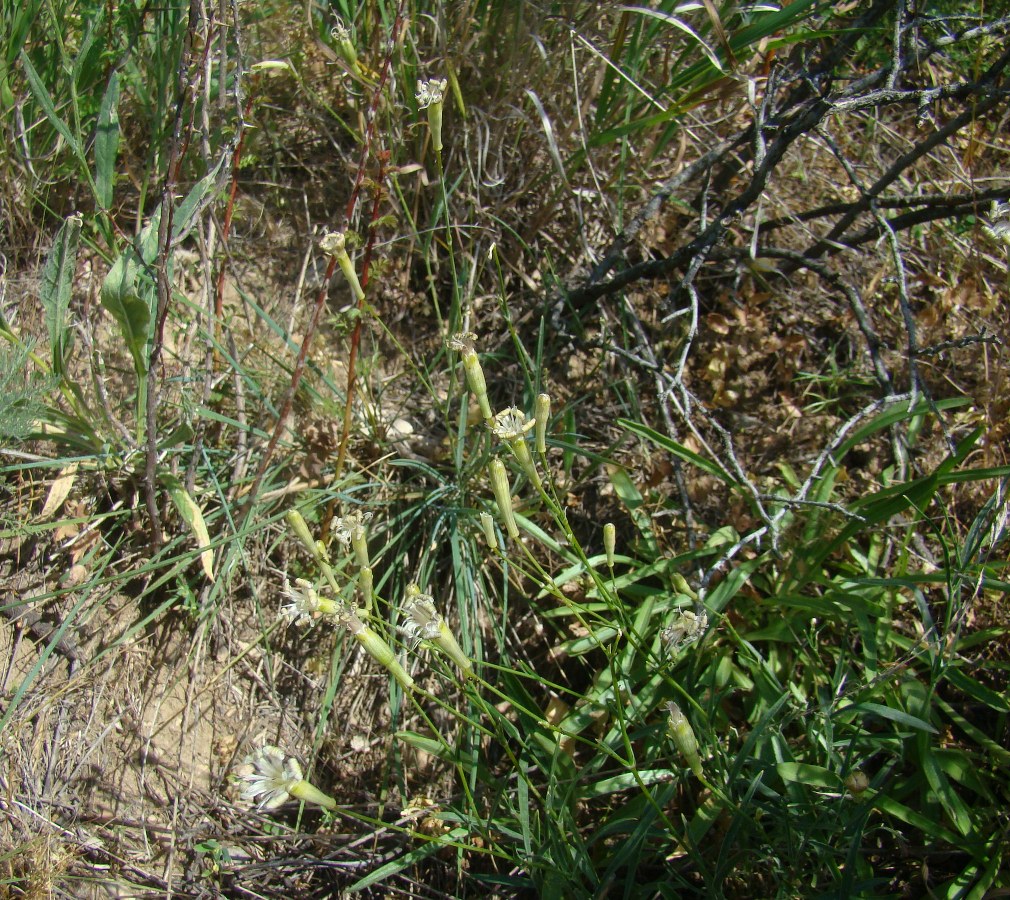 Изображение особи Silene obtusidentata.