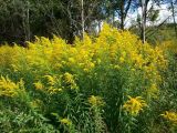 Solidago canadensis