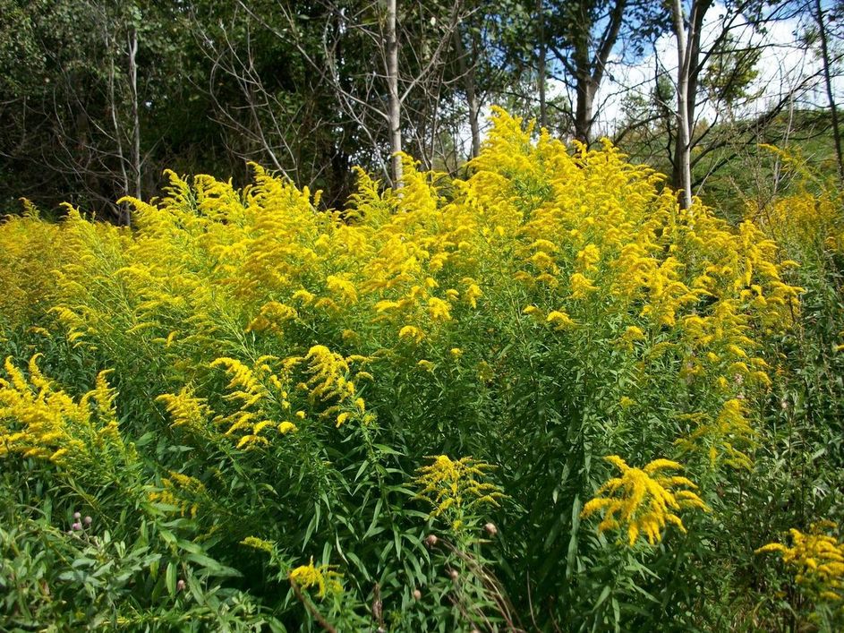 Image of Solidago canadensis specimen.