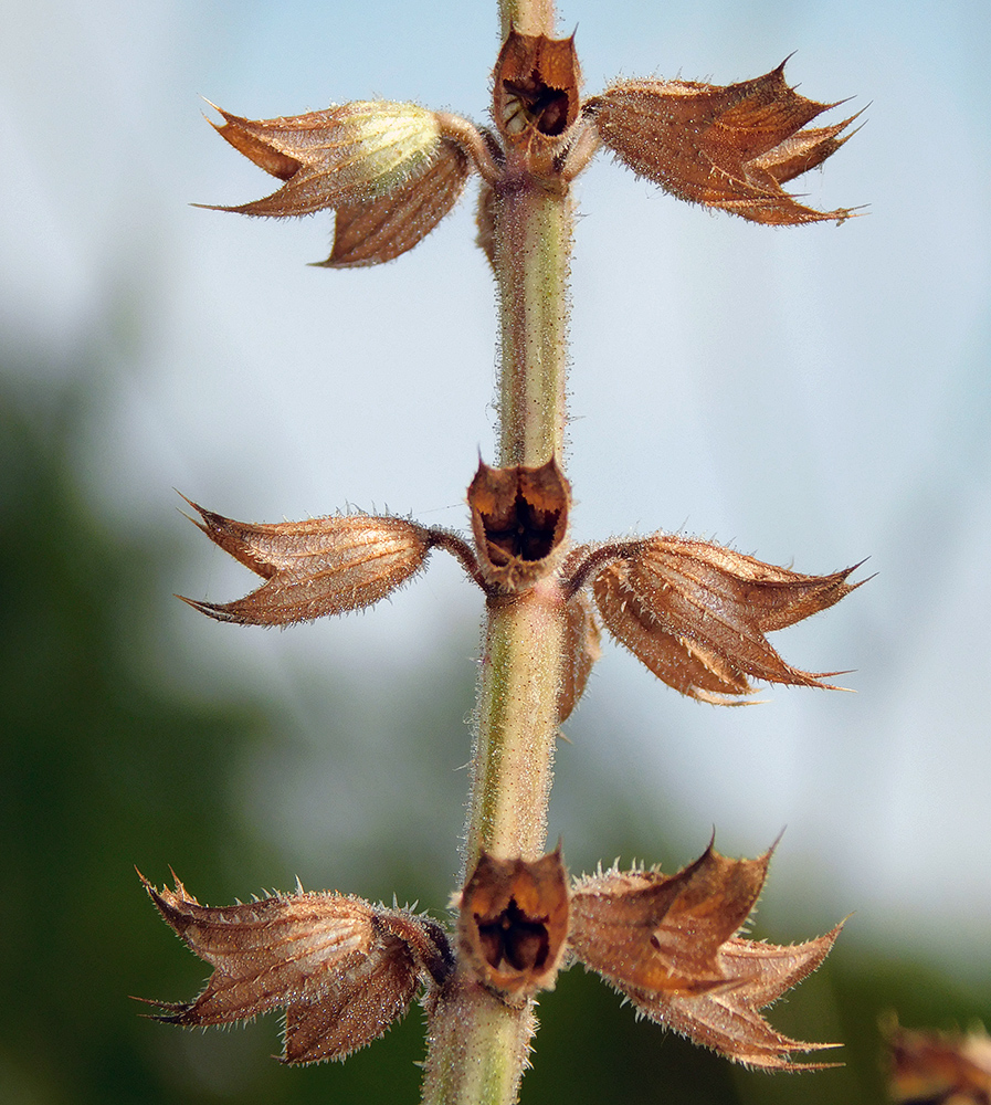 Image of Salvia sclarea specimen.