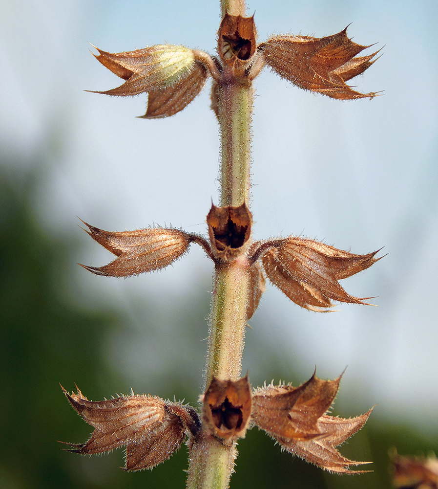 Изображение особи Salvia sclarea.