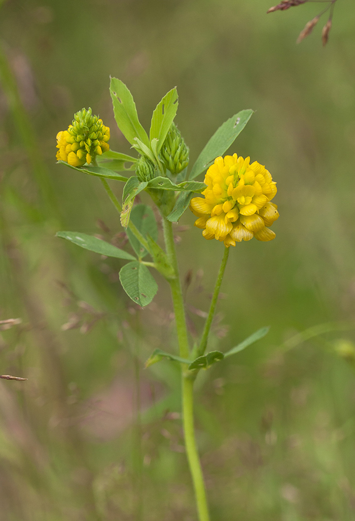 Изображение особи Trifolium aureum.