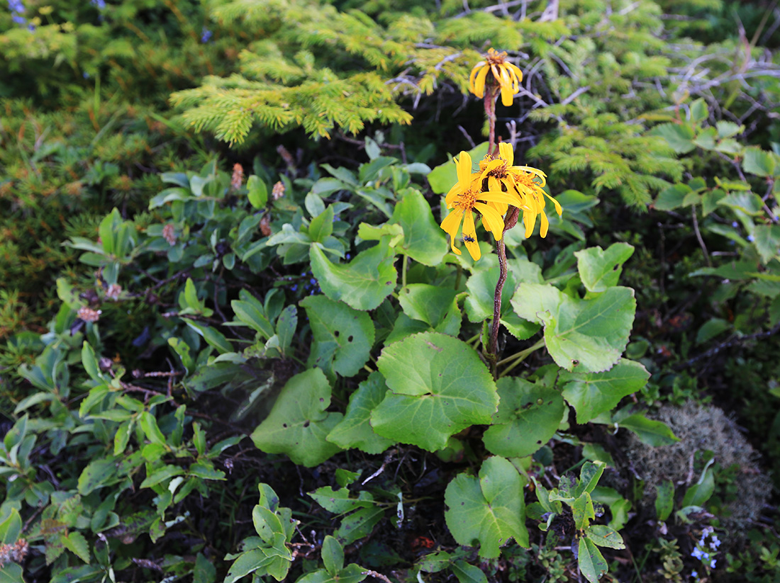 Image of Ligularia alticola specimen.