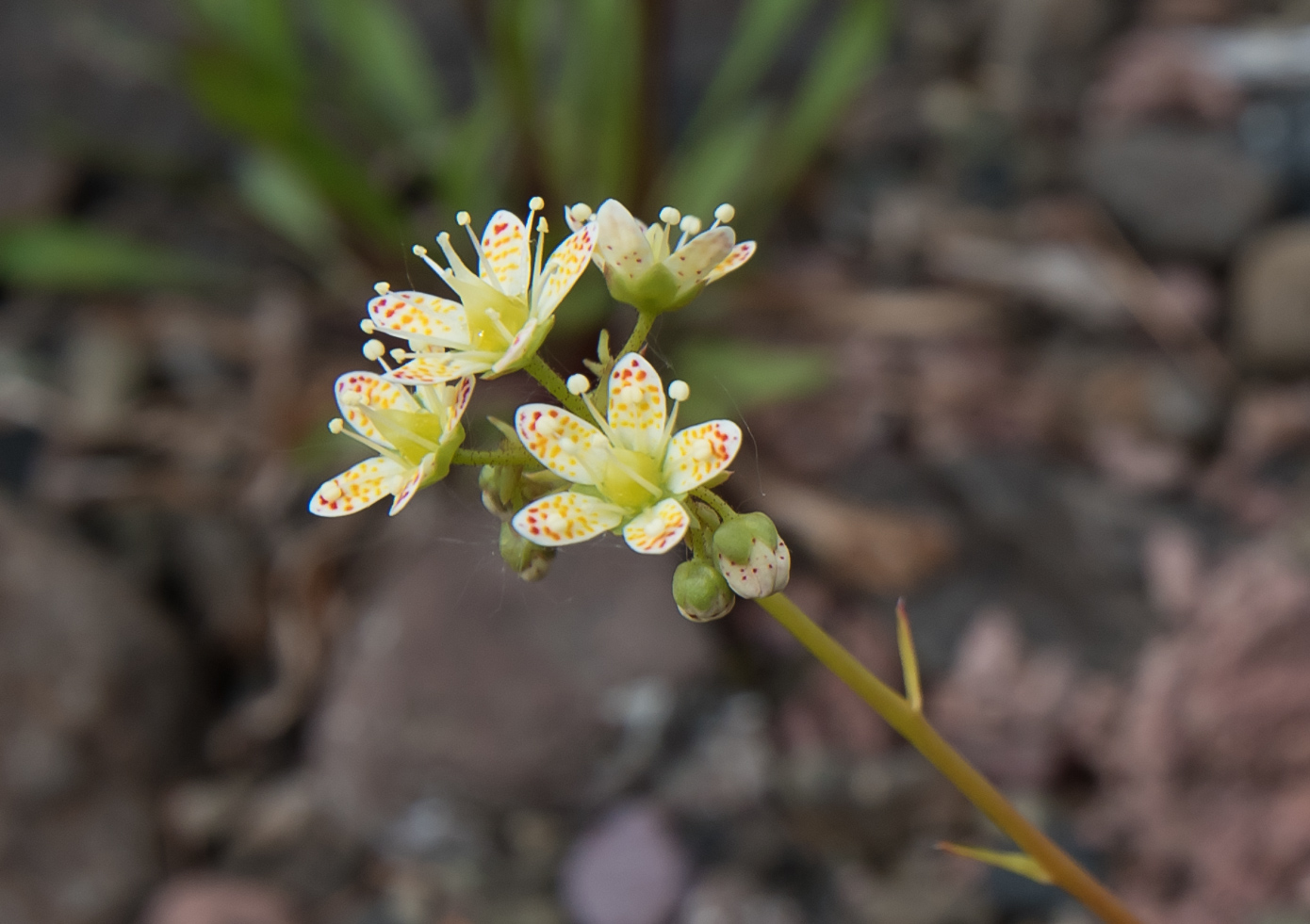 Image of Saxifraga funstonii specimen.