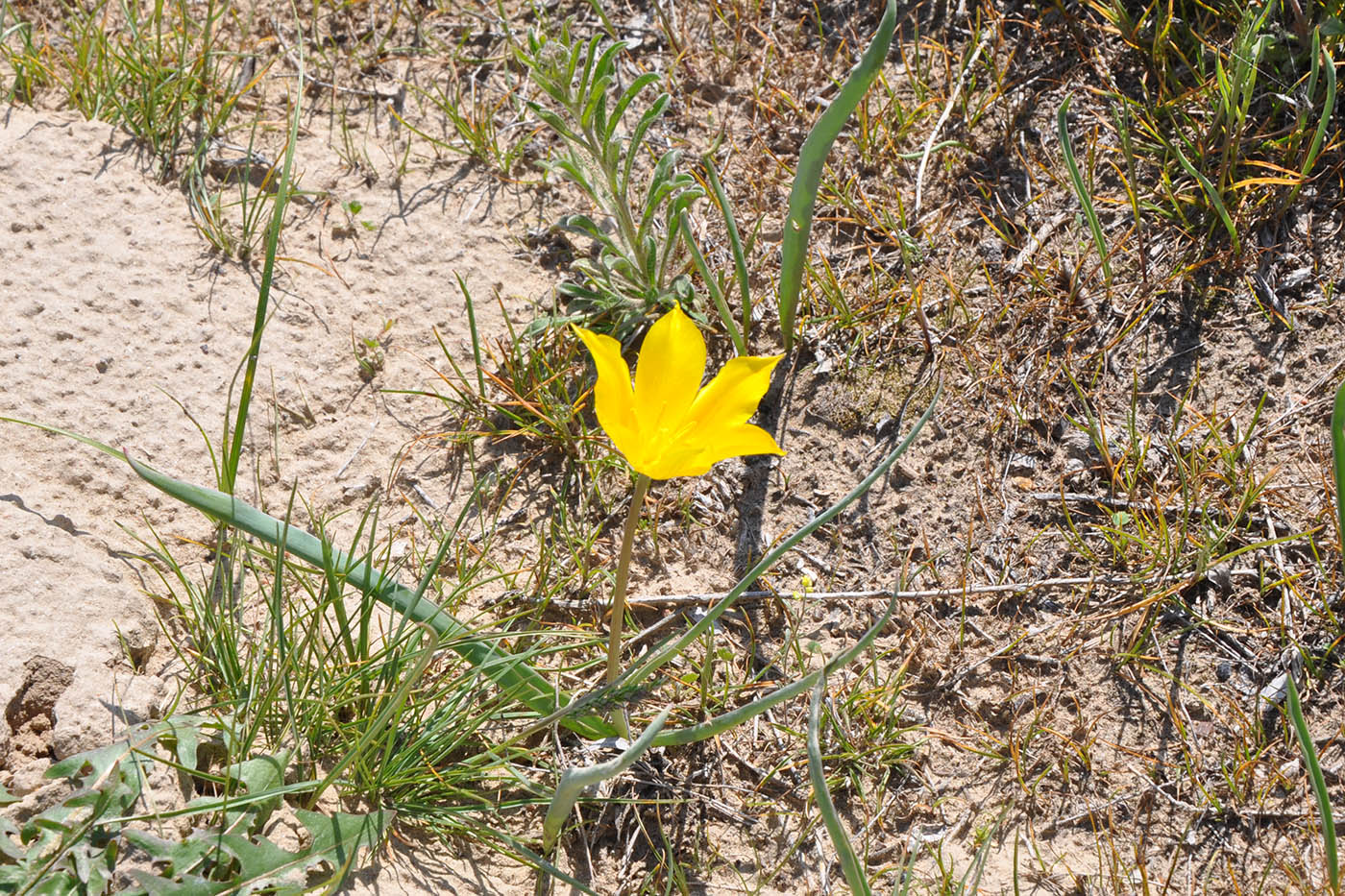 Image of Tulipa kolpakowskiana specimen.