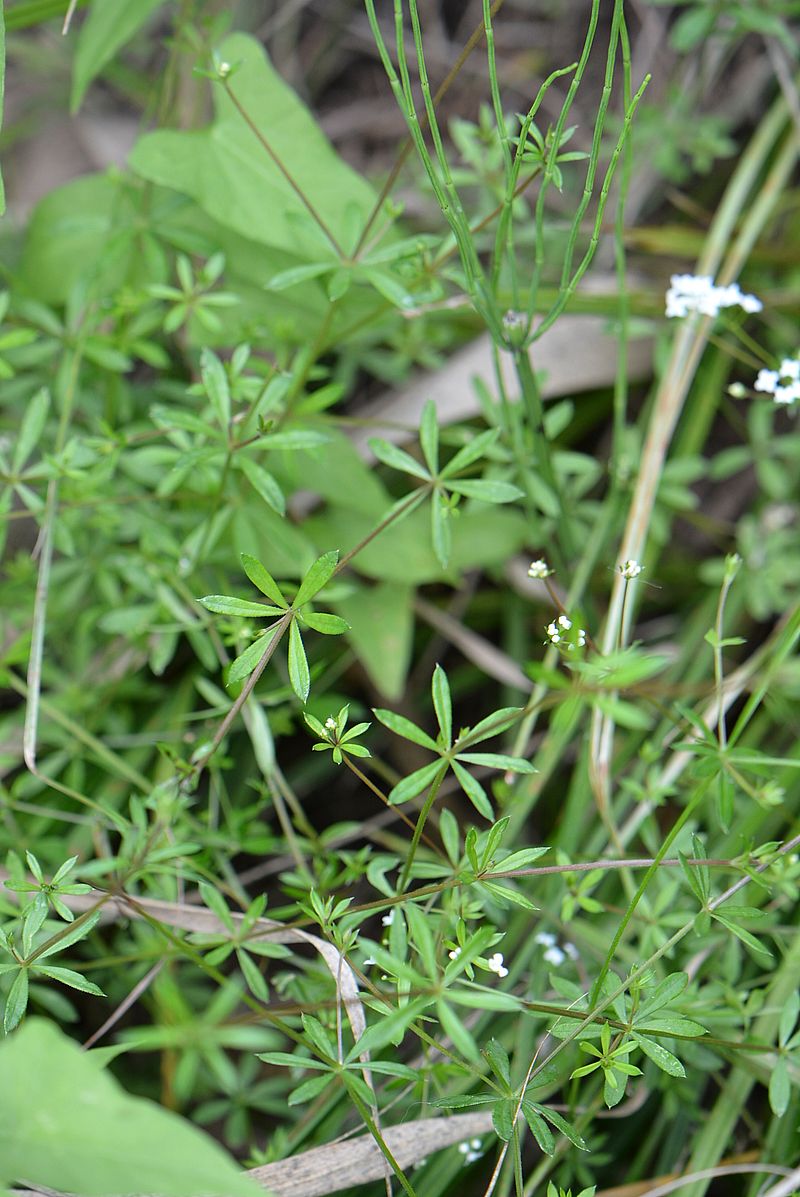 Изображение особи Galium uliginosum.