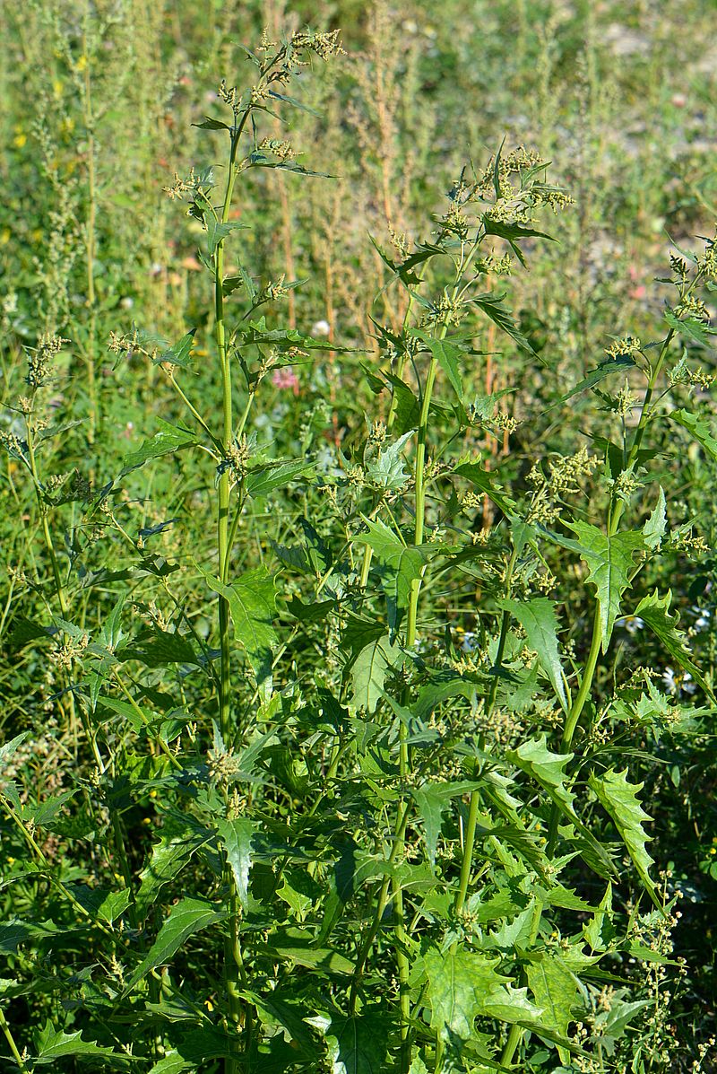 Image of Atriplex sagittata specimen.