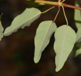Euphorbia schlechtendalii