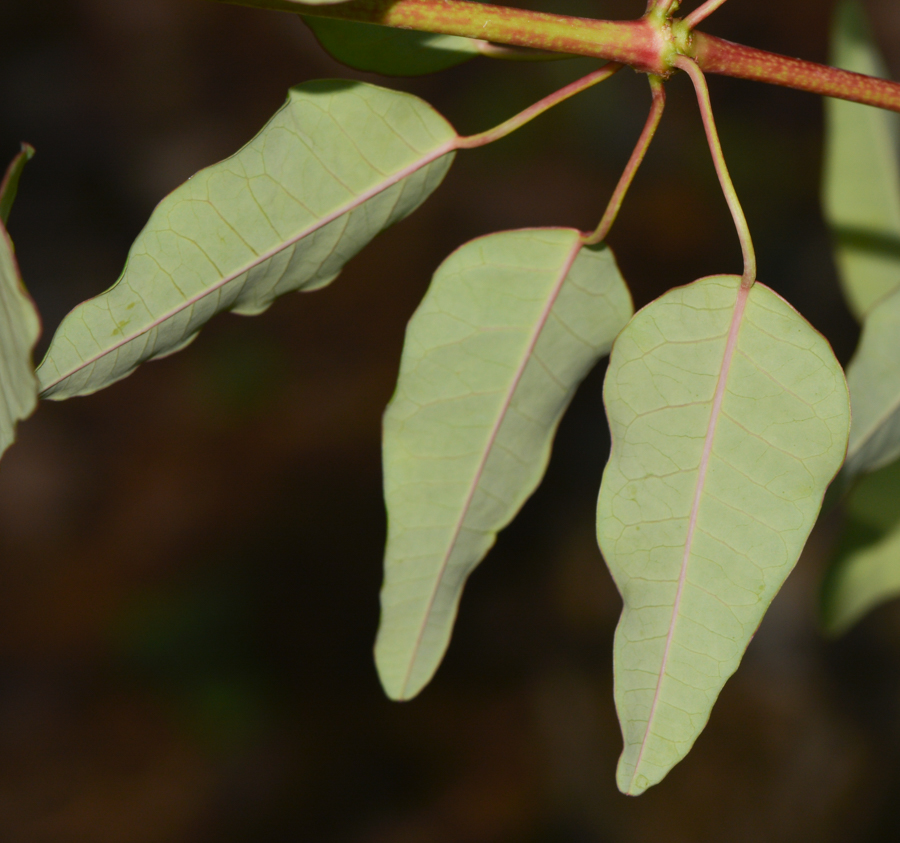 Image of Euphorbia schlechtendalii specimen.