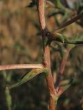 Petrosimonia triandra