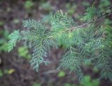 Chamaecyparis pisifera