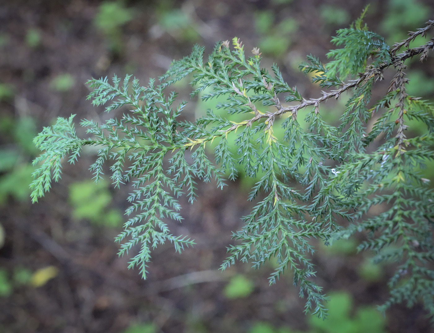 Изображение особи Chamaecyparis pisifera.