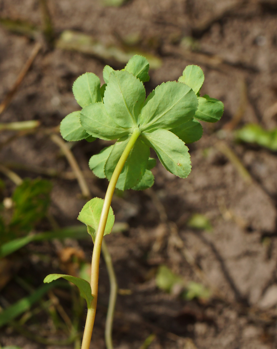 Image of Euphorbia helioscopia specimen.