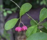 Euonymus europaeus