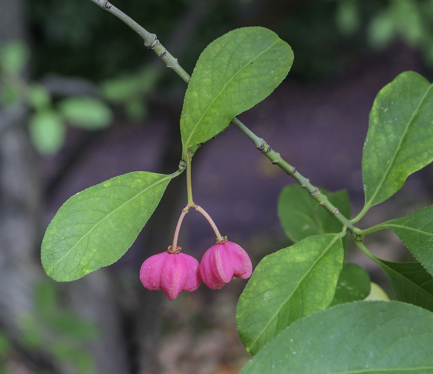 Изображение особи Euonymus europaeus.