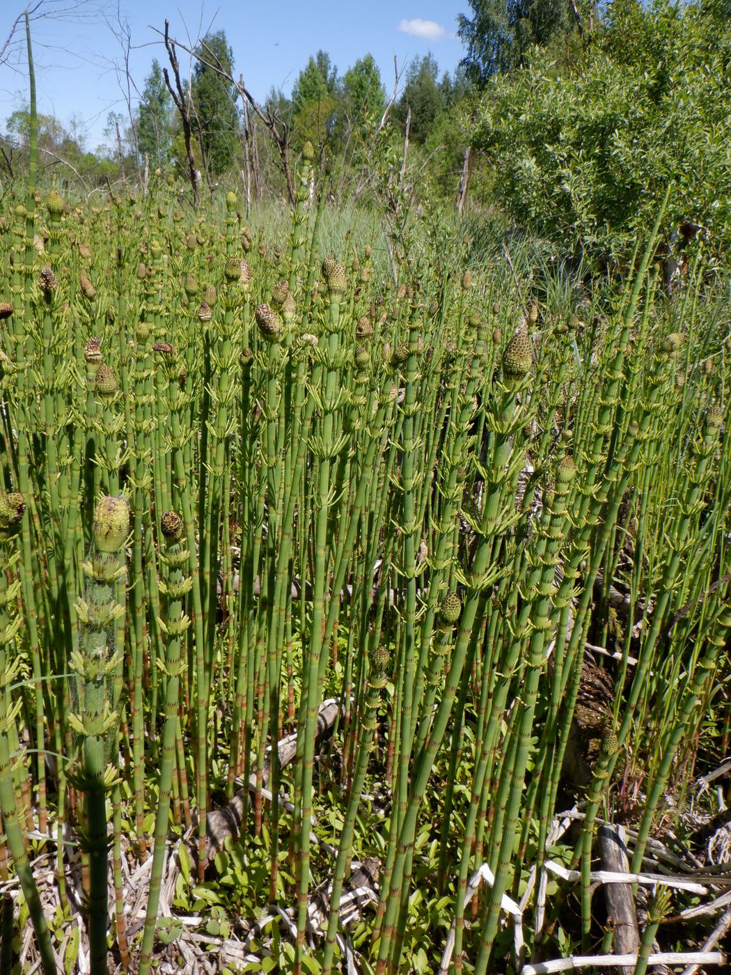 Image of Equisetum fluviatile specimen.